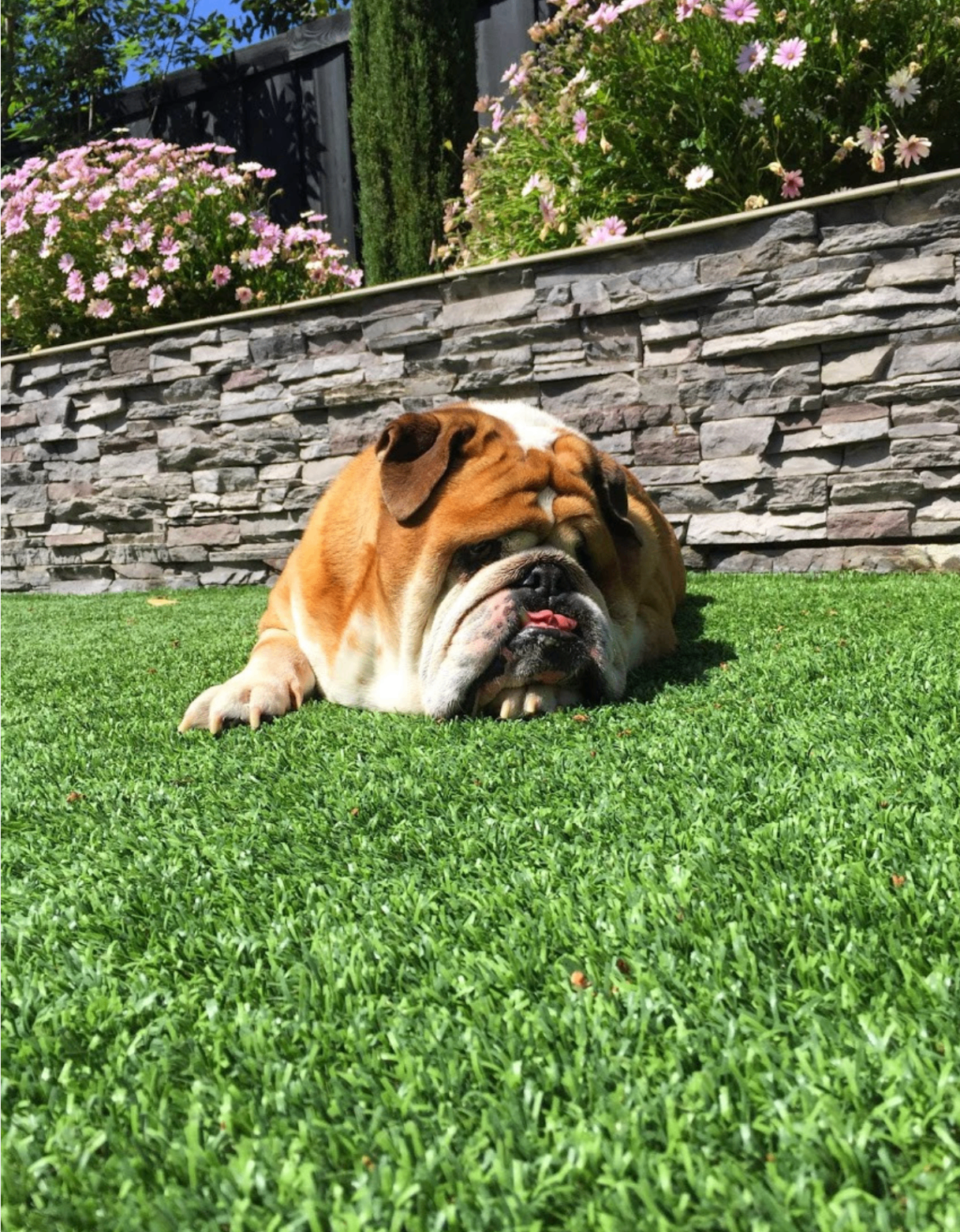 Turf & Lawns — Staples Landscaping San Diego